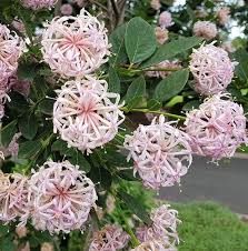 Image result for Dais cotinifolia