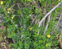 Image result for Jasminum meyeri-johannis