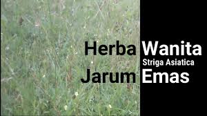 Intinya, tetap ikhtiar jika memang jodoh tidak akan kemana kok, iya kan? Herba Wanita Womenherbs Rumput Jarum Emas Striga Asiatica Youtube