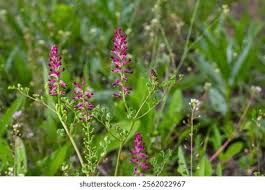 Image result for Fumariaceae