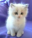 NY DIVINE Dolls - Blue Eyed White Ragdolls - KITTENS for SALE