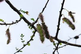 Image result for Ormocarpum trichocarpum