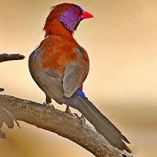 Image result for Trichoneura grandiglumis