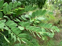 Image result for Dalbergia boehmii