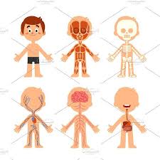 The secrets in drawing animals. Cartoon Boy Body Anatomy Human Biol Body Anatomy Cartoon Boy Human Body Activities