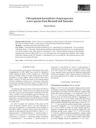 Image result for Chlorophytum subpetiolatum