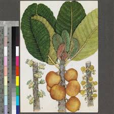 Image result for Uapaca guineensis