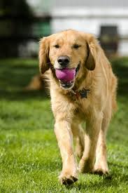 Coffee machine brand ranking intelligent dogs. Top 10 Smartest Dog Breeds Most Intelligent Dog Rankings
