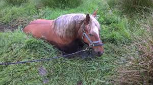 horse escapes from sinking into bog