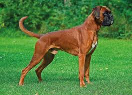The boxer's stride is free and ground covering, with proud carriage. Der Boxer Artgerecht Tier