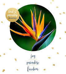 Bird Of Paradise Flower Meaning Bird Of Paradise Meaning And Symbolism Flower Quotes Paradise Meaning Birds Of Paradise Flower