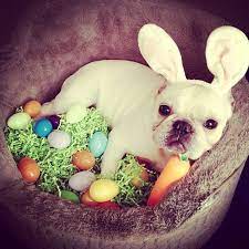 Funny red pied french bulldog dog dressed up as easter bunny wearing full body rabbit costume with hanging ears and fake arms with. Easter Bullies Easter Pets Easter Dog Puppy Photoshoot