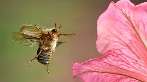 Junikäfer-Invasion: Warum die kleinen Brummer uns so oft anfliegen!