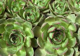 Maybe you would like to learn more about one of these? Growing Hens And Chicks In Pots