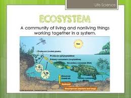 6th Grade Biotic And Abiotic Factors Worksheet Biotic Abiotic Factors 6th Grade Life Science Vocabulary Teks 6 12ef 2019 Science Vocabulary Science Vocabulary Wall Life Science