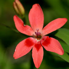 Image result for Freesia laxa