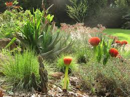 Image result for Scadoxus puniceus