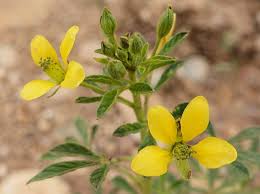 Image result for Cleome maculata