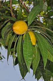 Image result for Sapotaceae