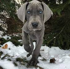 Look At These Beautiful Blue Eyes Greatdane Dane Dog Great Dane Dogs Dane Puppies