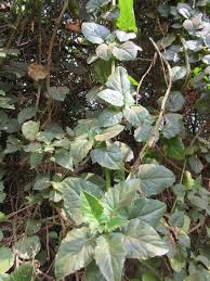 Image result for Gynura scandens