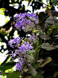Pin On Flowers Of Bangladesh