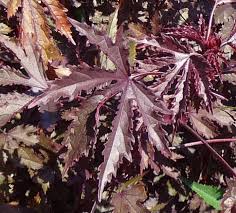 This plant has both beautiful foliage as well as small beautiful flowers that bloom in the summer months. Photo Of The Leaves Of Hibiscus Hibiscus Acetosella Mahogany Splendor Posted By Gardengus Garden Org
