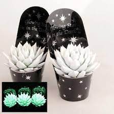 The cacti on the bottom shine in the dark! Cacti Succulents Glow In The Dark Succulent In A 12cm Pot Garden Patio Coccinelli De