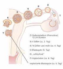 Sobald eine eizelle befruchtet ist, beziehungsweise sich in der gebärmutter einnistet, sagen konservative christen.4. Entstehung Menschlichen Lebens Kinderwunsch At
