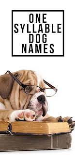 One Syllable Dog Names Which Is Best For Your One Of A Kind Dog