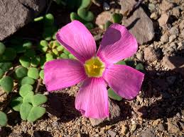 Image result for Oxalidaceae