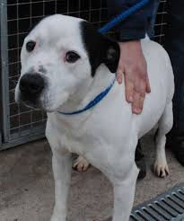 American Bulldog X Staffy Aaww He Looks Just Like Mine American Bulldog Bulldog Staffordshire Bull Terrier