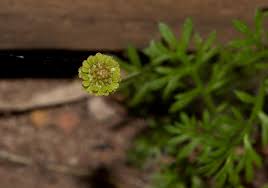 Image result for Cotula australis