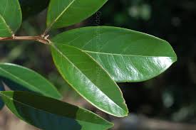 Resultado de imagen de lauraceae (aniba pilosa)