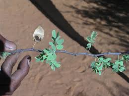 Image result for Acacia mellifera