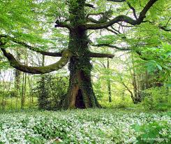 Predominantly planted with beech trees, the forests . in this region give the landscape its. Irish Archaeology On Twitter A Magnificent Old Beech Tree Surrounded By Wild Garlic Hollow Inside It Must Be A Couple Of 100 Years Old