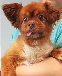 Learn more about westie rescue north texas in dallas, tx, and search the available pets they have up for adoption on petfinder. Pin On Adopt Me