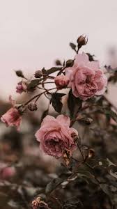 The Latest Iphone11 Iphone11 Pro Iphone 11 Pro Max Mobile Phone Hd Wallpapers Fre In 2020 Iphone Wallpaper Vintage Flower Iphone Wallpaper Vintage Wallpapers Vintage