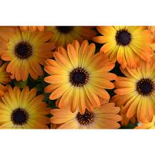 Image result for foto Osteospermum