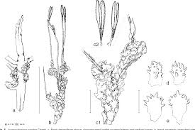 Image result for Inversodicraea