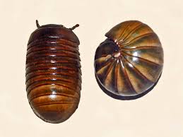 Image result for Kyllinga sphaerocephala