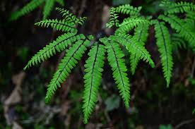 Image result for Pteridaceae