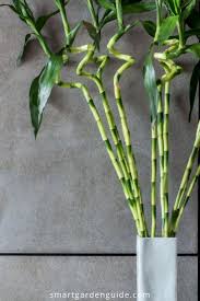 Pin On Houseplant Ideas