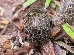 Image result for Plinthus sericeus