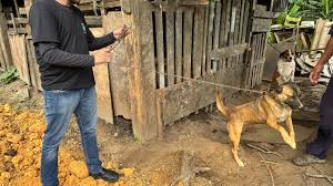 Prefeitura de Paranaguá resgata cães mantidos em situação de maus-tratos na Vila São Jorge