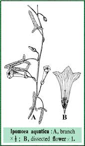 Image result for Ipomoea aquatica