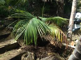 Image result for Acanthophoenix rubra