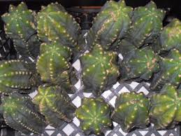 These are the common methods to propagate a cactus step by step. How To Root A Cactus Cuttting World Seed Supply