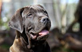 What is the south african boer boel dog bite force? Black Boerboel Wins Round One In Thoroughbred Dogfight The Mail Guardian