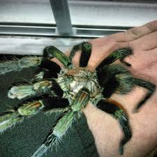 Blue femur is a unique theraphosid tarantula from northern chile. Euathlus Sp Green Pulcherrimaklaasi Arachnoboards
